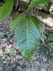 Acalitus ferrugineum