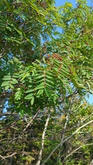 Sorbus decora
