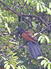 Centropus sinensis