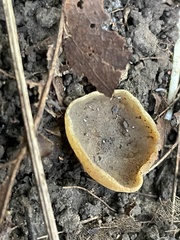 Phylloscypha phyllogena