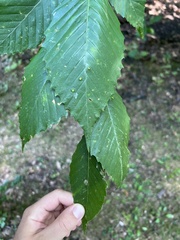 Acalitus ferrugineum