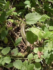 Chironius gouveai
