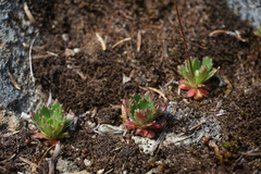 Micranthes ferruginea