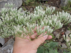 Eupatorium album