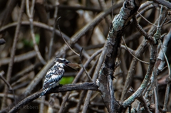 Ceryle rudis rudis