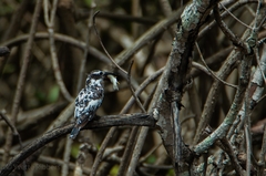 Ceryle rudis rudis