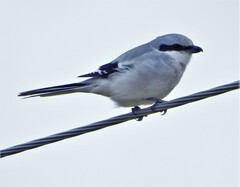 Lanius excubitor