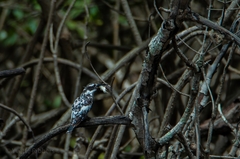 Ceryle rudis rudis