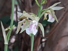 Eulophia maculata