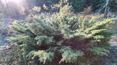 Juniperus communis