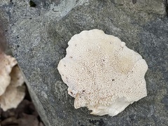 Bondarzewia berkeleyi