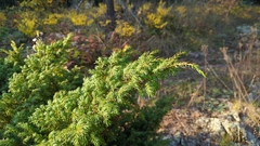 Juniperus communis