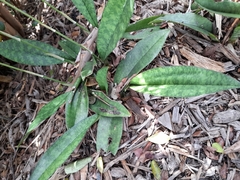 Eulophia maculata