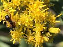 Formica pallidefulva