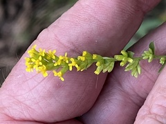Solidago sphacelata