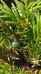 Juniperus communis