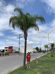 Cocoseae