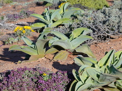 Mesembryanthemum barklyi