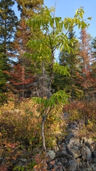 Fraxinus nigra