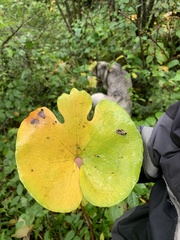Sanguinaria canadensis