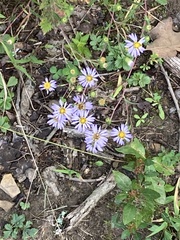 Symphyotrichum prenanthoides