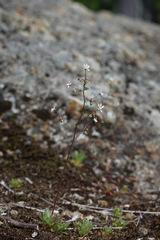 Micranthes ferruginea