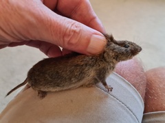 Clethrionomys glareolus