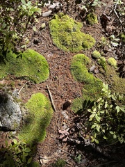 Leucobryum