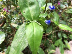 Commelina