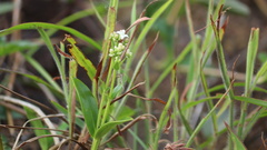 Hedyotis acutangula