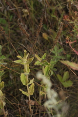 Veronica teucrium