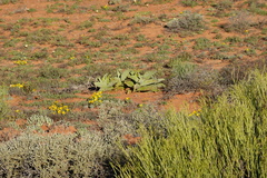Mesembryanthemum barklyi