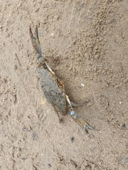 Portunidae