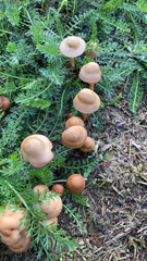 Marasmius oreades