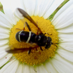 Spilomyia sayi