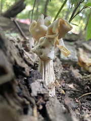 Helvella crispa
