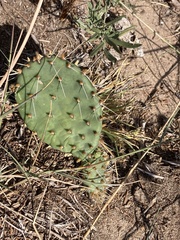 Opuntia