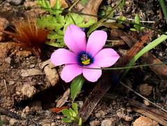 Moraea versicolor