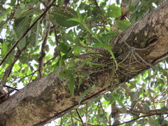 Guarianthe aurantiaca
