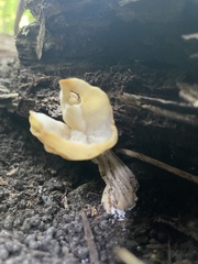 Helvella crispa