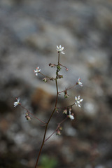 Micranthes ferruginea