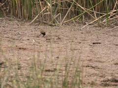 Phleocryptes melanops