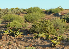 Mesembryanthemum barklyi