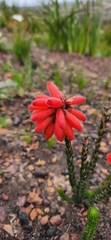 Erica cerinthoides