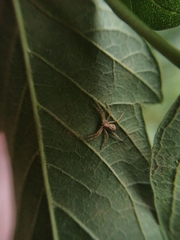 Philodromus aureolus