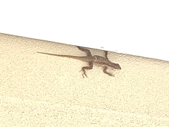 Tropidurus