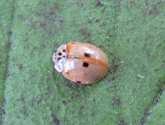 Adalia decempunctata