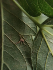 Philodromus aureolus