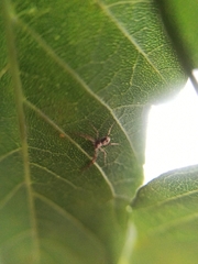 Philodromus aureolus