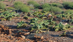 Mesembryanthemum barklyi